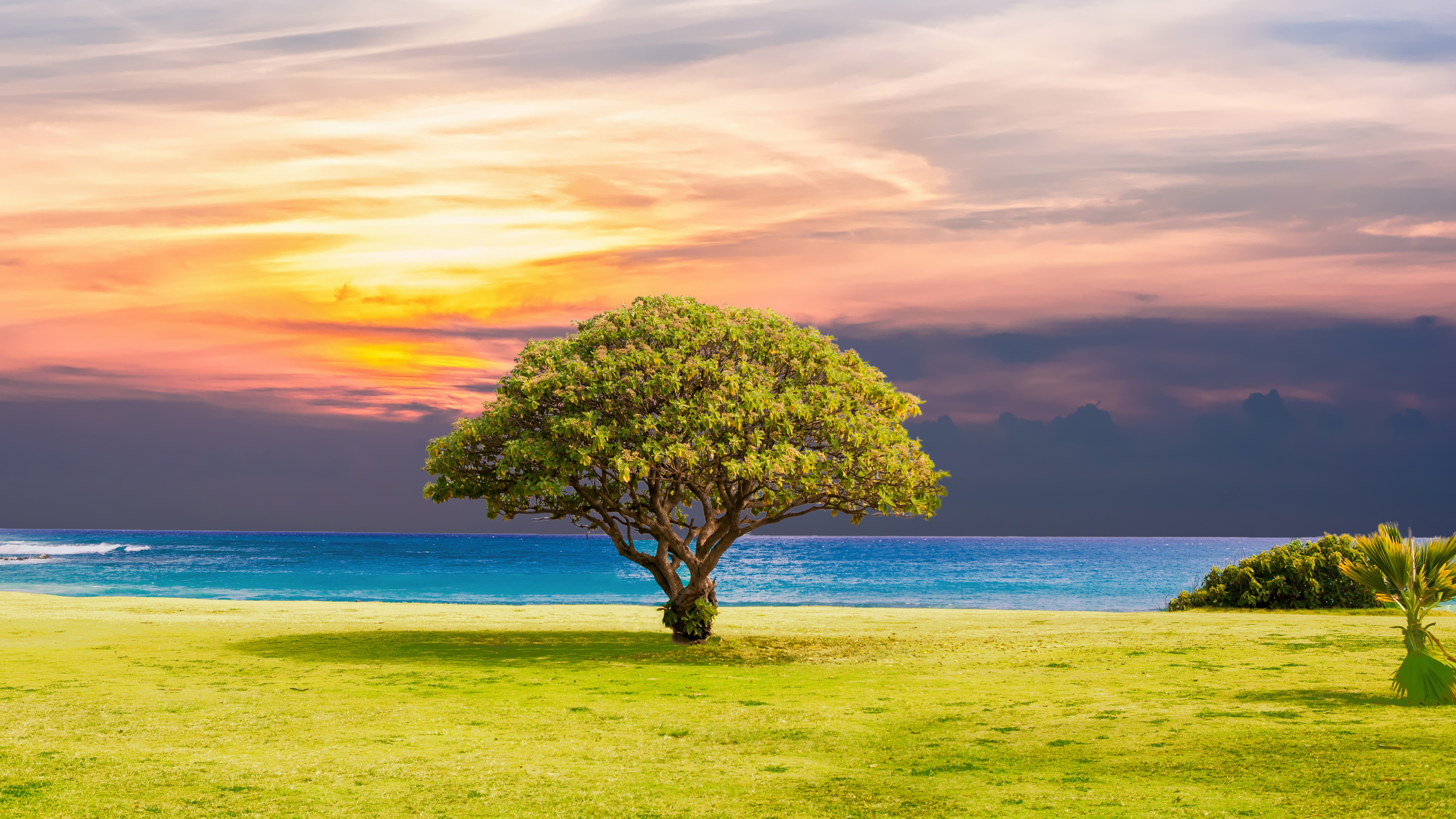 Tree Grass Beach Ocean Landscape 5K9262410492